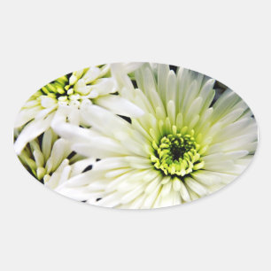 stickers ovales Chrysanthemum blanc