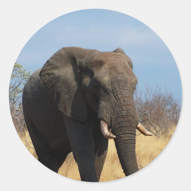 Stickers Pachyderm (Devant)
