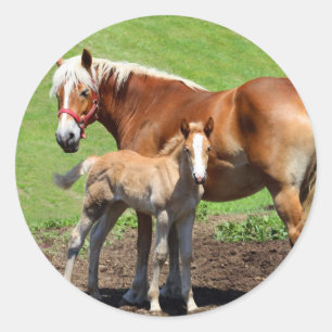 Stickers Palamino Horse et Foie
