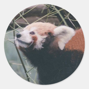 Stickers Panda Rouge