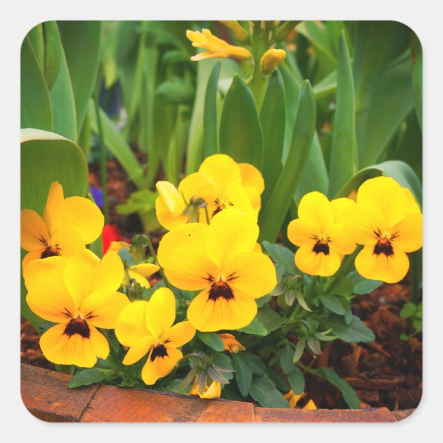 Stickers Pansy Jaune #1 (Devant)