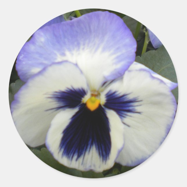 Stickers Pansy Periwinkle (Devant)