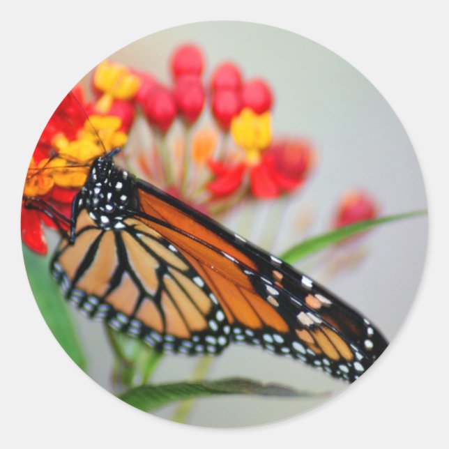 Stickers Papillon et Fleur (Devant)