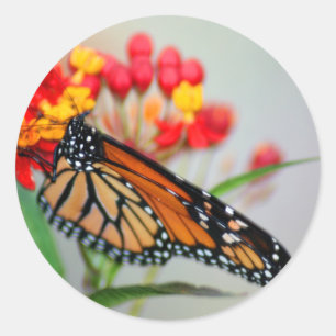 Stickers Papillon et Fleur