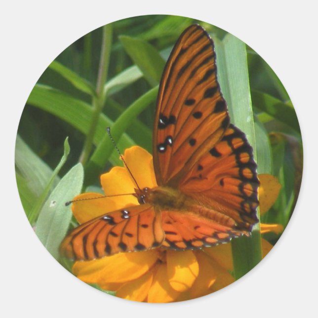 Stickers Papillon Fritillaire du Golfe (Devant)
