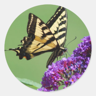 Stickers papillon occupé