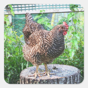 Stickers Pays Poulet