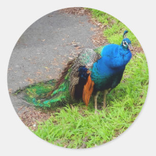 Stickers Peacock Bleu #1