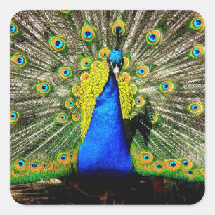 Stickers Peacock étonnants