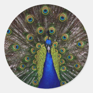 Stickers Peacock multicolores