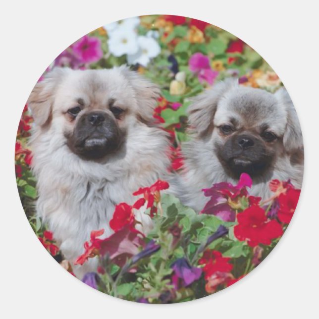 Stickers Pekingese (Devant)