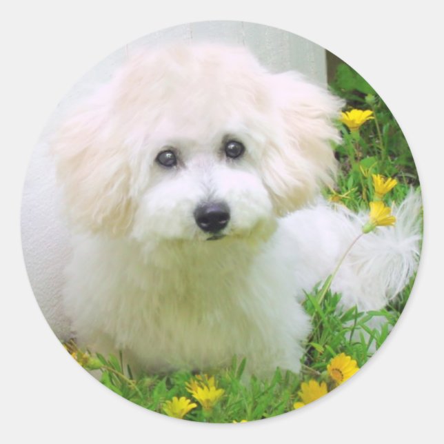 Stickers photo (Devant)