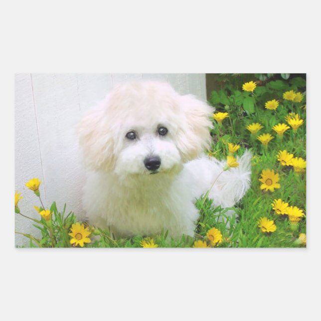 Stickers photo (Devant)