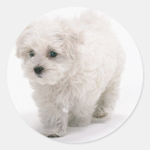 Stickers Photo Bichon Frise