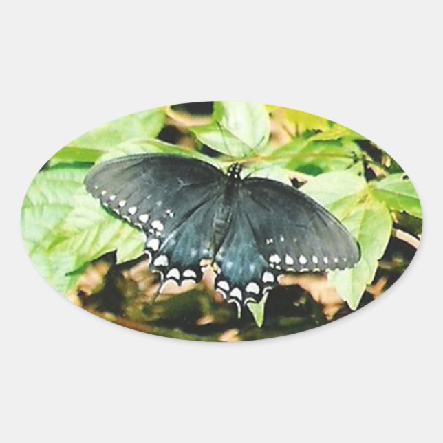 Stickers photo Black White Swallowtail Button (Devant)
