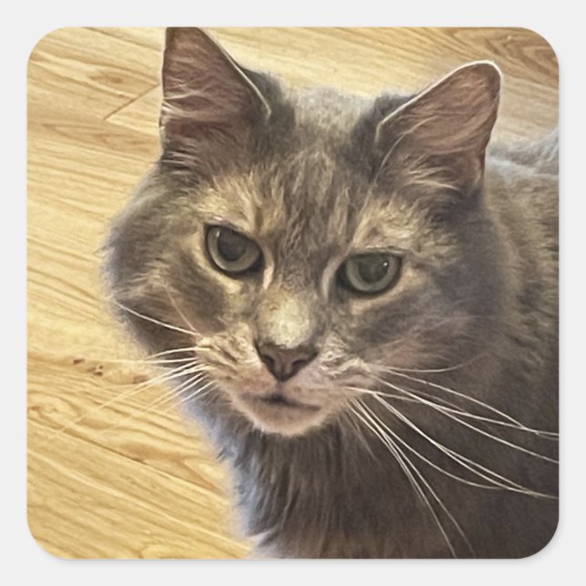 Stickers Photo Chat Maine Coon (Devant)