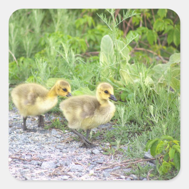 Stickers photo Goslings (Devant)