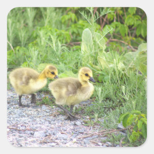 Stickers photo Goslings