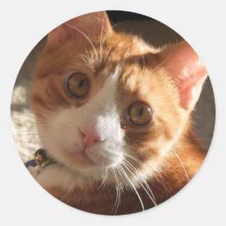 Stickers photo Mac Cat