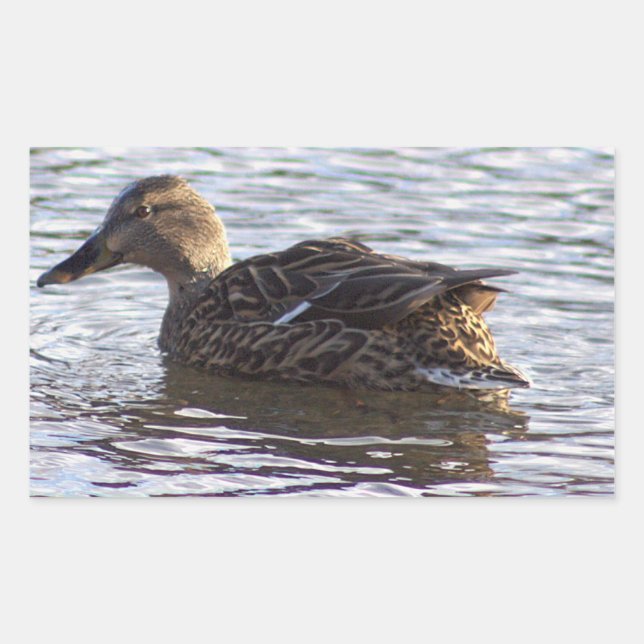 Stickers photo Mallard Duck (Devant)