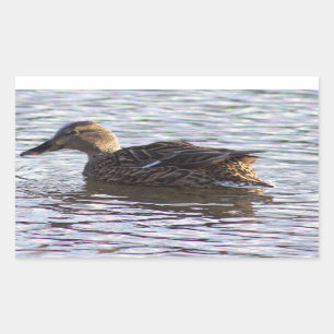 Stickers photo Mallard Duck