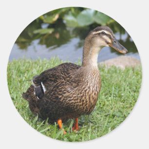 Stickers photo ronds pour canard à colle femelle