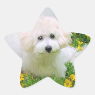 Stickers Photo Star