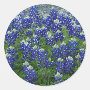 Stickers photo Texas Bluebonnets Field