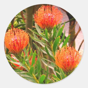 Stickers Pincushion Tango #1