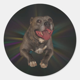 Stickers Pitbull