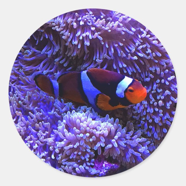 Stickers poisson-clown #2 (Devant)