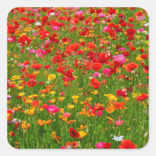 Stickers Poppy Field