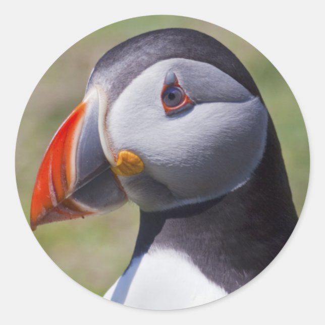 Stickers Portrait Puffin (Devant)