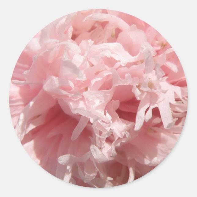 Stickers Pretty Pale Rose Poppy (Devant)