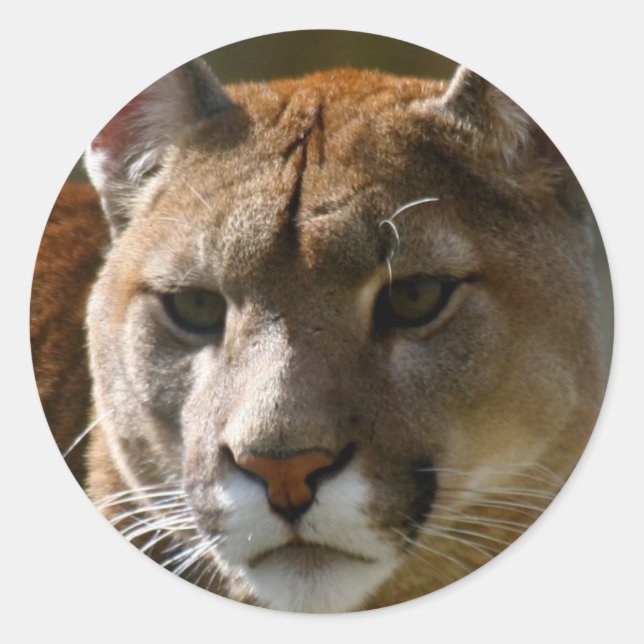 Stickers Puma Cats (Devant)