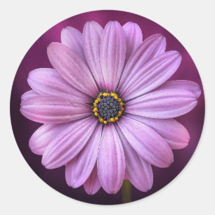 Stickers Purple Daisy