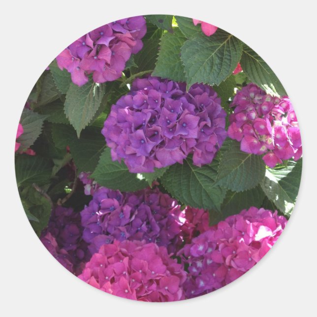 Stickers Purple et Magenta Hydrangea (Devant)