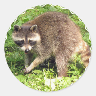 Stickers Raccoon
