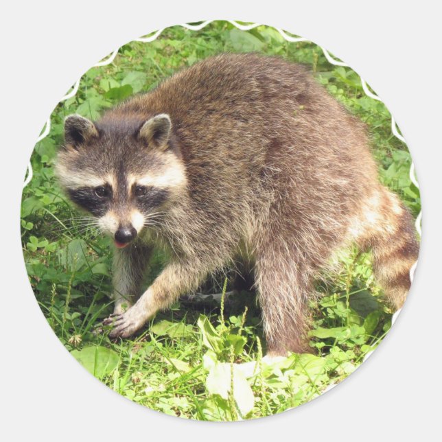 Stickers Raccoon (Devant)