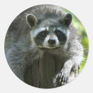 Stickers Raccoon