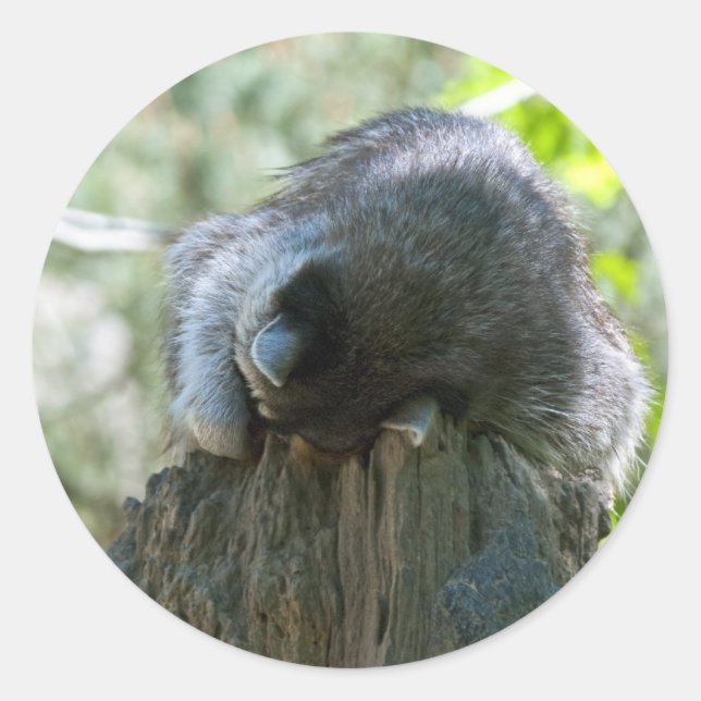 Stickers Raccoon dormant (Devant)