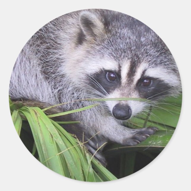 Stickers Racoon (Devant)