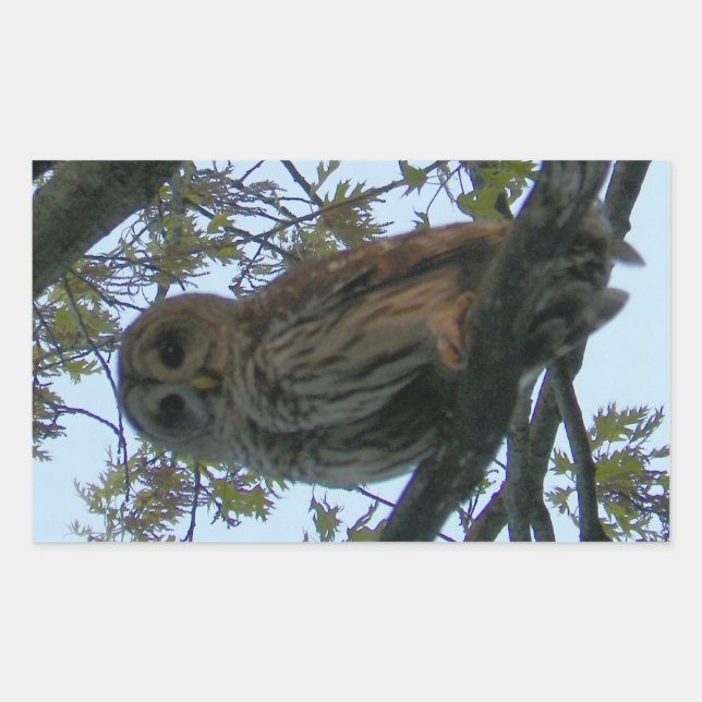 Stickers Rectangle Chouette Barrée (Devant)