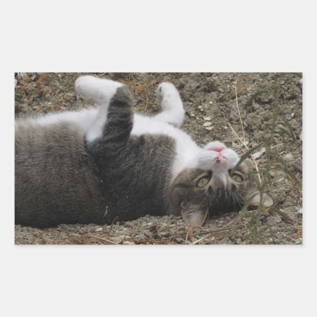 Stickers Rectangle Kitty supérieur (Devant)