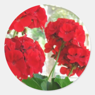 Stickers Red brillant Geraniums Great Garden Cadea