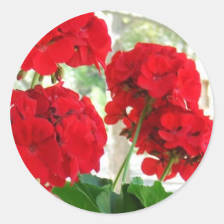 Stickers Red brillant Geraniums Great Garden Cadea