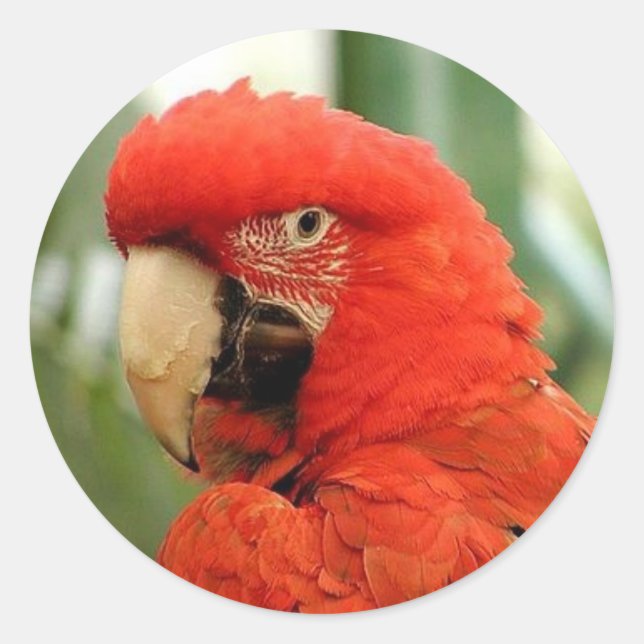 Stickers Red McCaw (Devant)