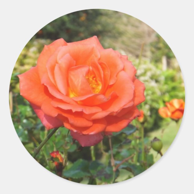 stickers Red Rose (Devant)