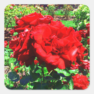 Stickers Red Rose #1