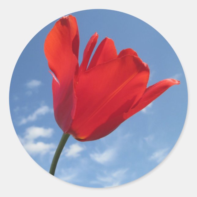 Stickers - Red Tulip Blue Sky (Devant)
